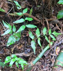 Anemia phyllitidis. Mature, fertile plant self-sown on a bank.
 Image: B.S. Parris © Barbara Parris All rights reserved